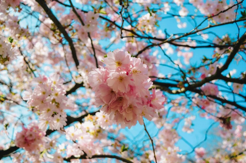 Spring season