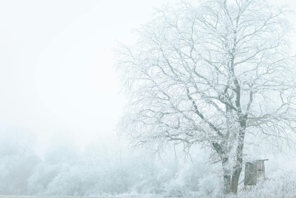 Winter Season
