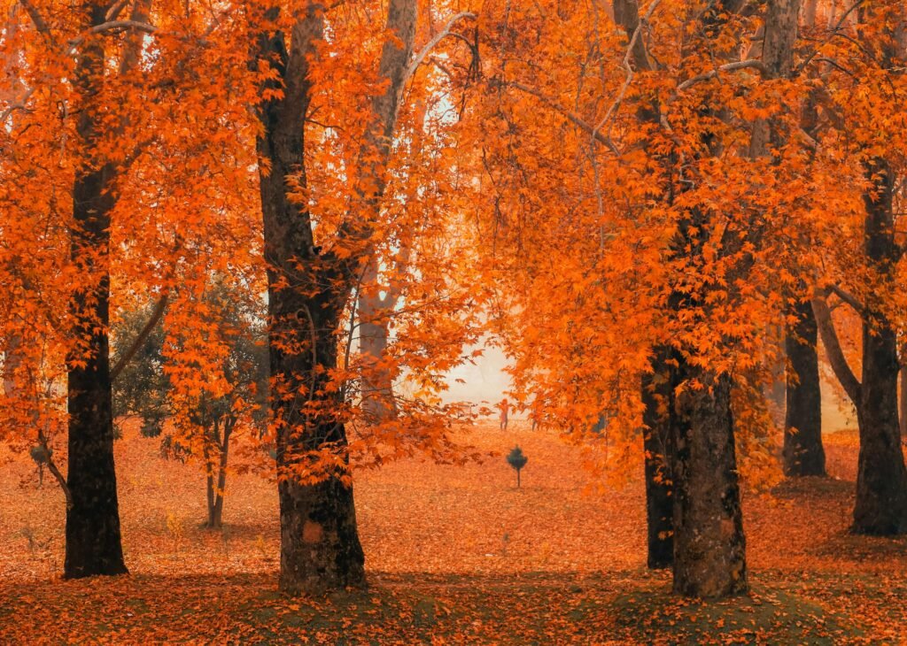 Autumn Season