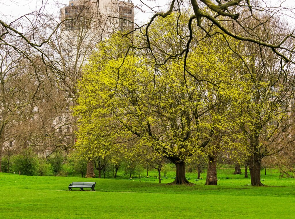 Batter sea park London
