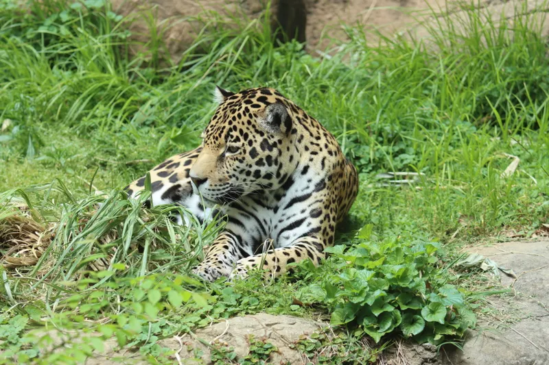 The Birmingham Zoo